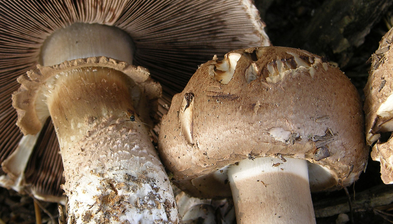 Agaricus da determinare.